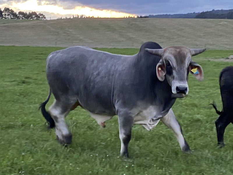 Brahman 2yo bull Carousel 1