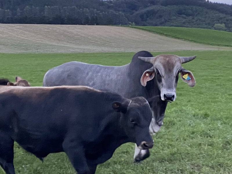 Brahman 2yo bull Carousel 2