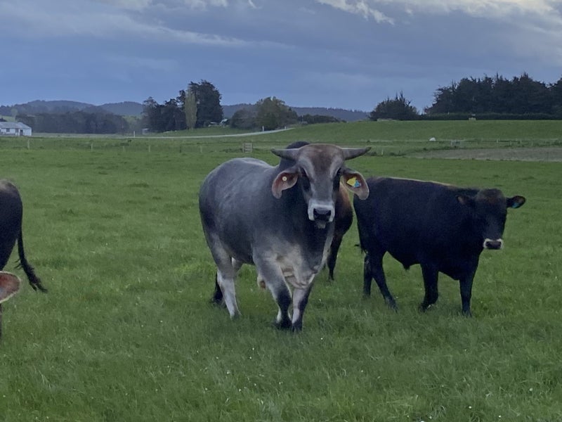 Brahman 2yo bull Carousel 3