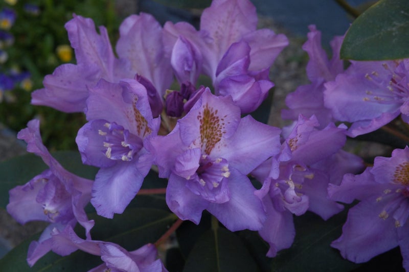 Sigma 30mm f1.4 DC DN lens for Fuji X64142329573121112