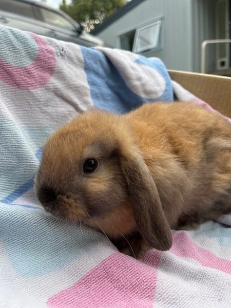 purebred Baby minilop rabbits Carousel 1