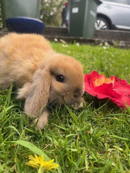purebred Baby minilop rabbits Carousel 6