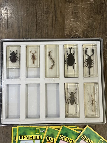 Giant bugs in resin x 7 National Geographic collector’s set Carousel 1