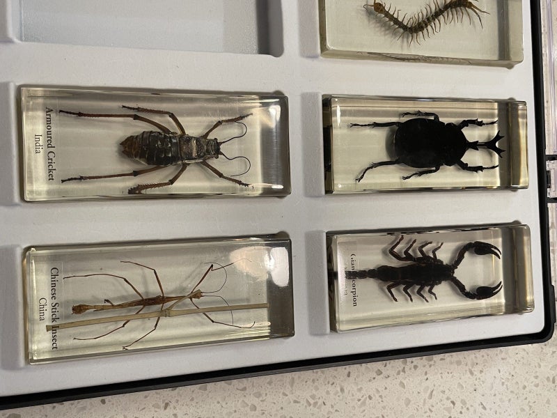 Giant bugs in resin x 7 National Geographic collector’s set Carousel 2