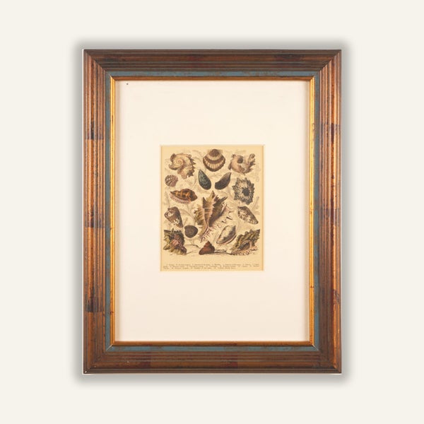 Newly Framed Vintage Shell Print (1880) – hand-colored engraving Carousel 1