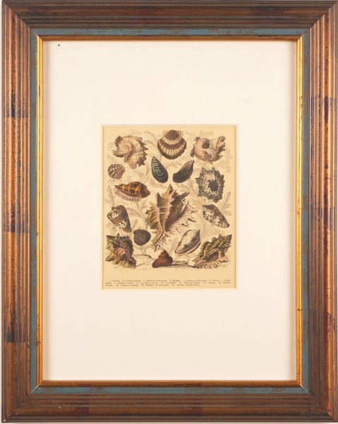 Newly Framed Vintage Shell Print (1880) – hand-colored engraving Carousel 4