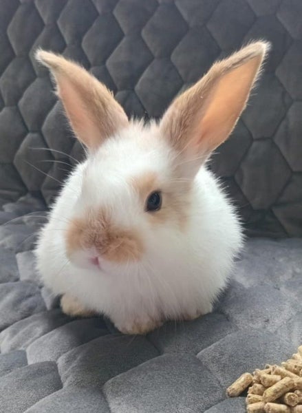 Mini lop x bunnies Carousel 1