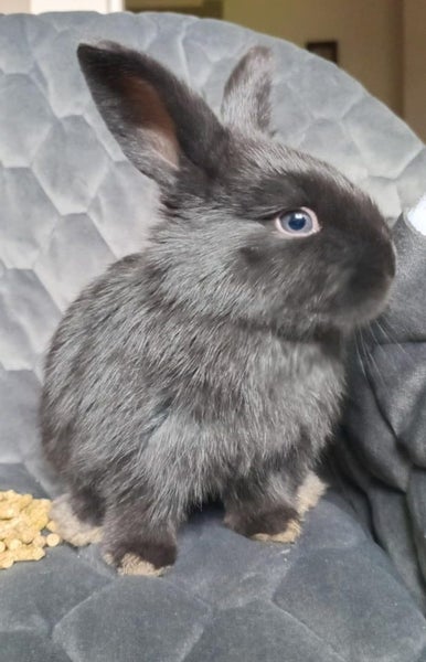 Mini lop x bunnies Carousel 2