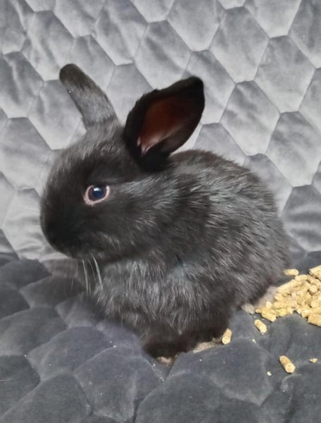 Mini lop x bunnies Carousel 6