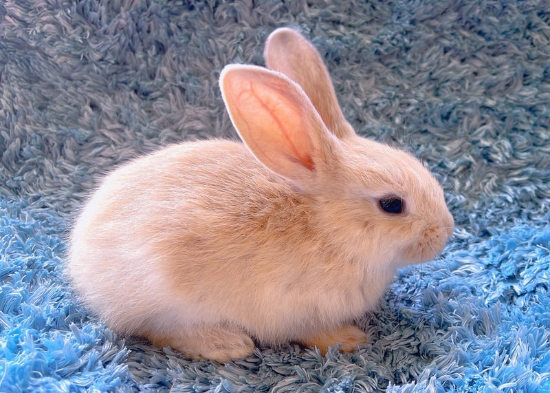 Pure Blood Flemish Giant Baby Rabbits Carousel 2