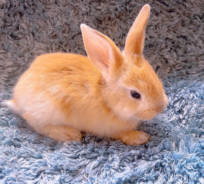 Pure Blood Flemish Giant Baby Rabbits Carousel 1