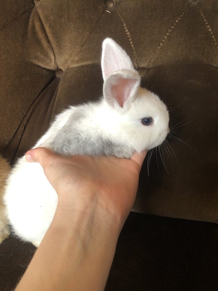 Purebred Mini-Lop Rabbits Carousel 2