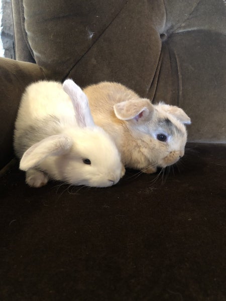 Purebred Mini-Lop Rabbits Carousel 4