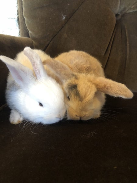 Purebred Mini-Lop Rabbits Carousel 1