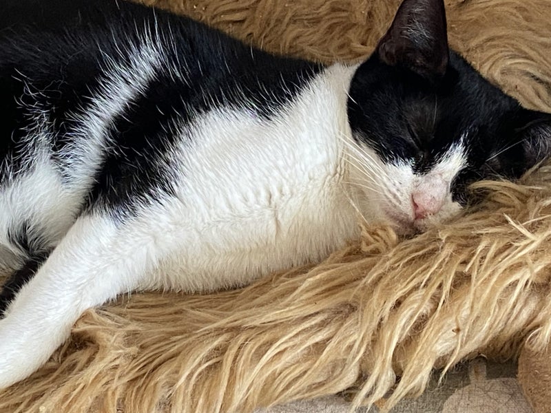 Brave Paws Cat Rescue - Kitten - 6 months BETSY Carousel 2