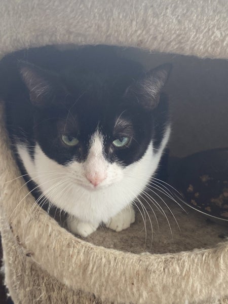 Brave Paws Cat Rescue - Kitten - 6 months BETSY Carousel 1