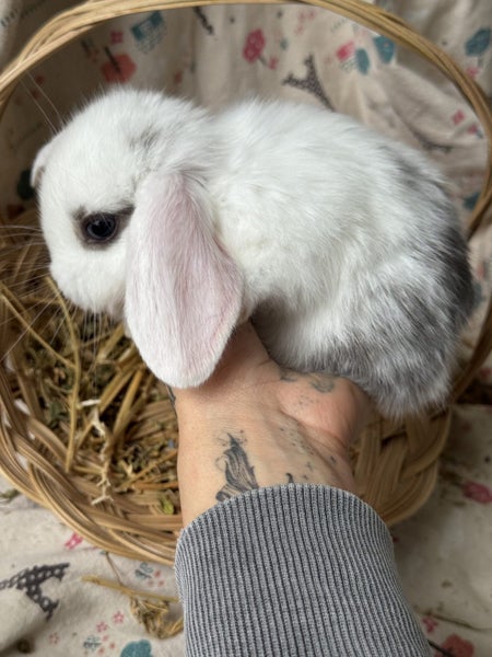 **Trained Mini Lop Bunny Rabbits & Care Package** Carousel 2
