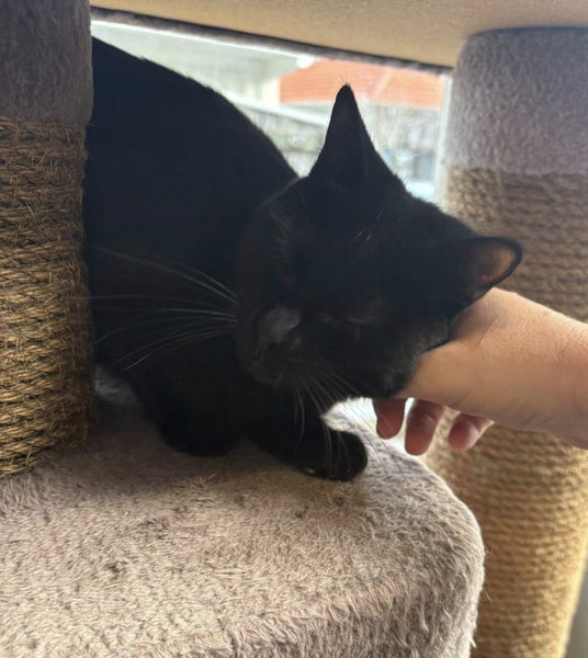 Rescue Cat Raven Carousel 1
