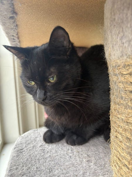 Rescue Cat Raven Carousel 2