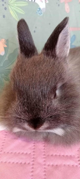 Purebred Jersey Wooly Rabbit Carousel 1