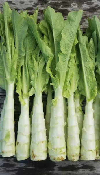 Celtuce/ Chinese Stem lettuce [150 seeds] Carousel 1