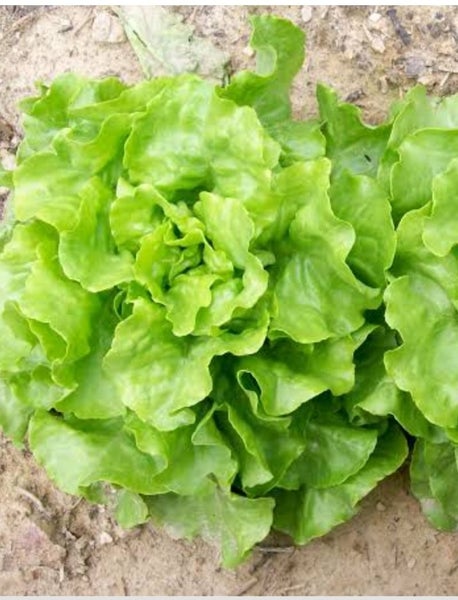 Buttercrunch lettuce [200 seeds] Carousel 1
