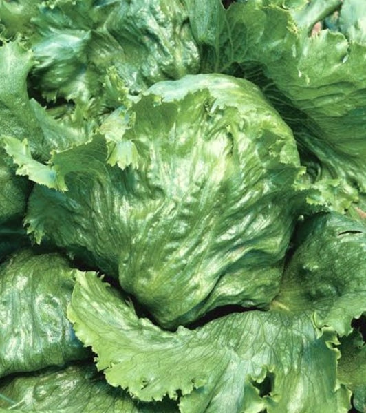 Great Lakes lettuce [200 seeds] Carousel 1