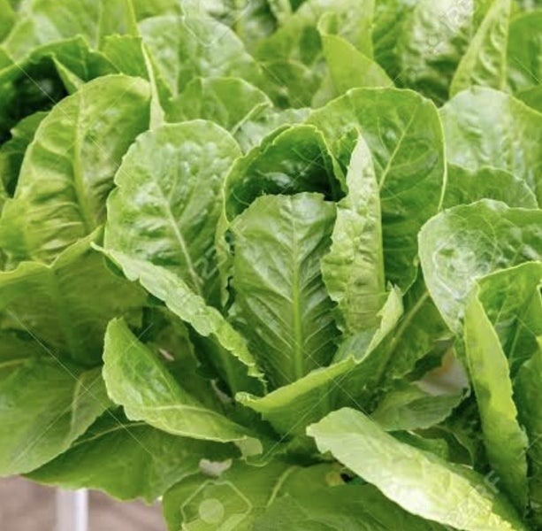 Green Cos/Romaine lettuce [200 seeds] Carousel 1