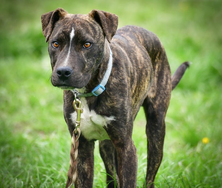 Moose, 8 mo rescue looking for a gentle loving owner Carousel 1