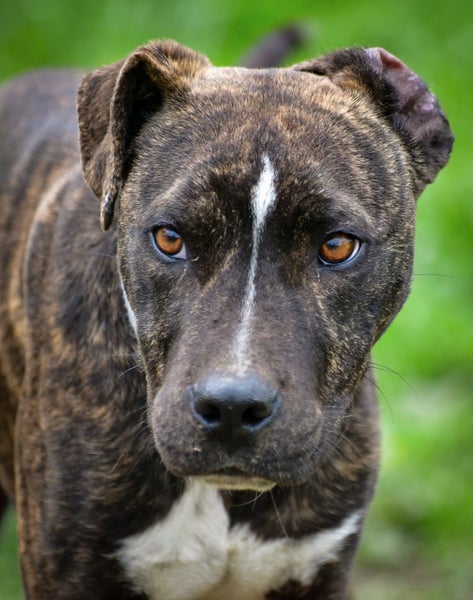 Moose, 8 mo rescue looking for a gentle loving owner Carousel 2