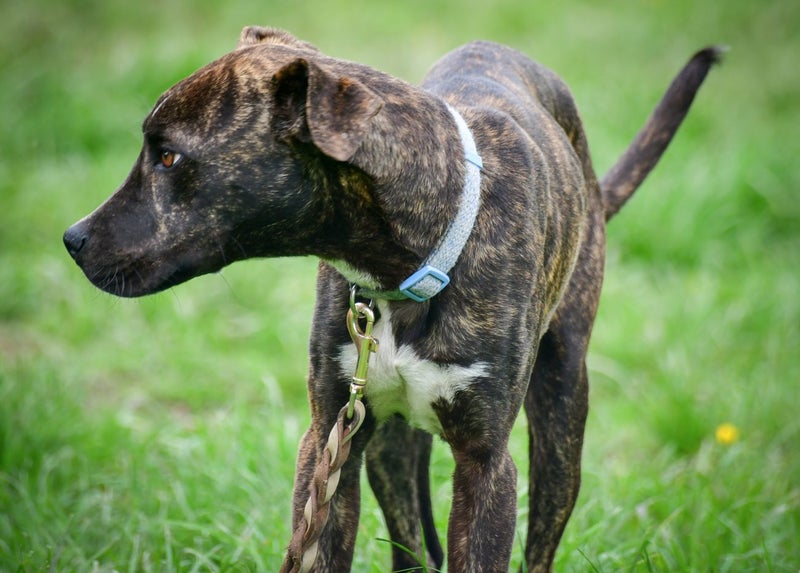 Moose, 8 mo rescue looking for a gentle loving owner Carousel 3