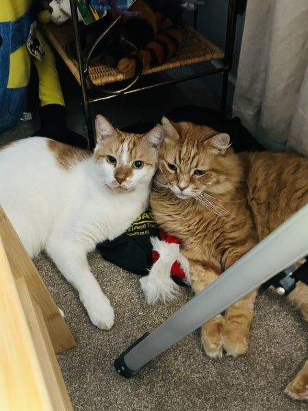 Ollie and Todd - Bonded Boys free to a loving home Carousel 2