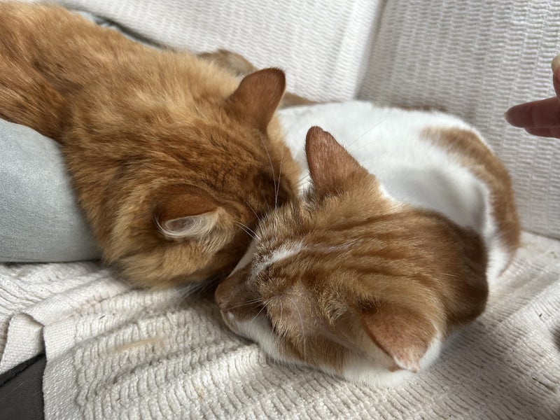 Ollie and Todd - Bonded Boys free to a loving home Carousel 3