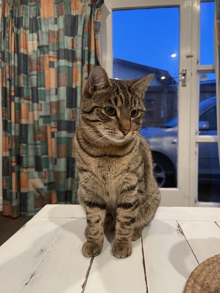 9 1/2 month tabby kitten Carousel 1