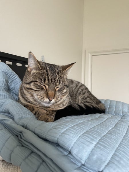 9 1/2 month tabby kitten Carousel 2