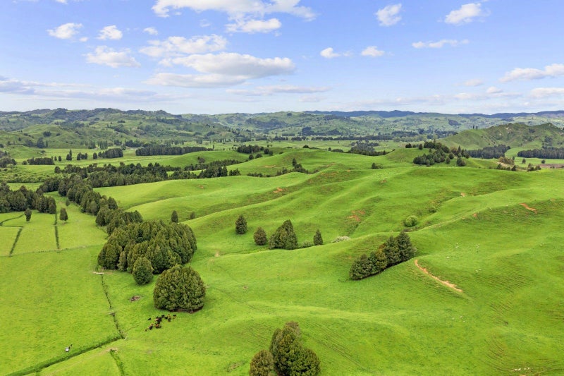 Exceptional Piopio Drystock Property64141789477763114