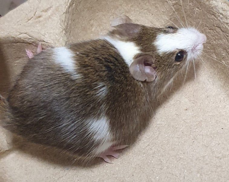 Male Mice Carousel 1