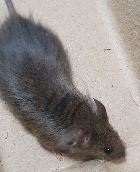 Male Mice Carousel 2