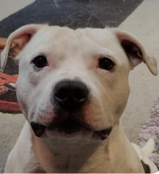 Purebred English staffy "staffordshire bull terrier" Carousel 1