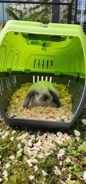 Mini Lop Bunny with accessories Carousel 1
