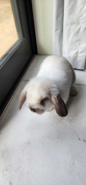 Mini Lop Bunny with accessories Carousel 2