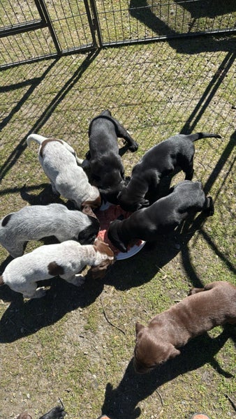 Pups Carousel 2