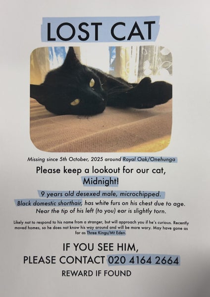 Missing polydactyl black cat Carousel 1