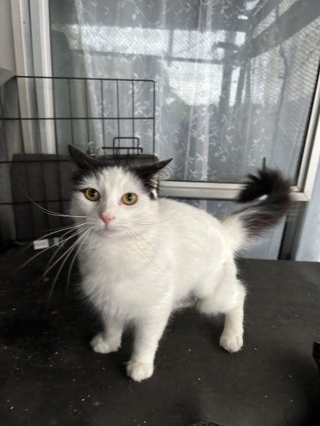 Willow Super Sweet Fluffy Female Carousel 1