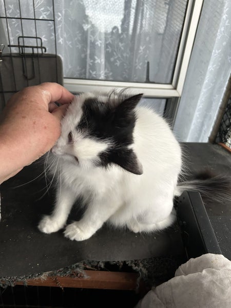 Willow Super Sweet Fluffy Female Carousel 2