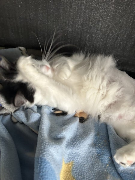 Willow Super Sweet Fluffy Female Carousel 8