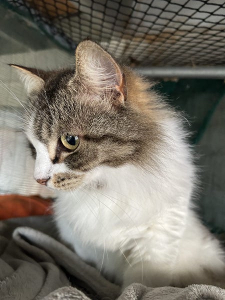 Roxie extremely loving fluffy female Carousel 6