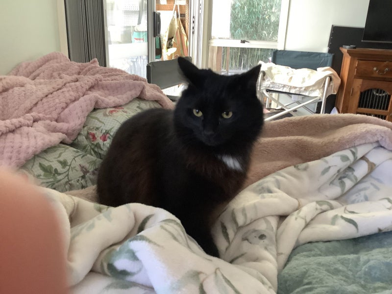 Inka Fluffy loving female 11 months old Carousel 1