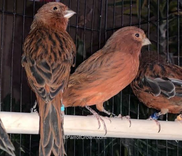 Canaries & Finches Carousel 1