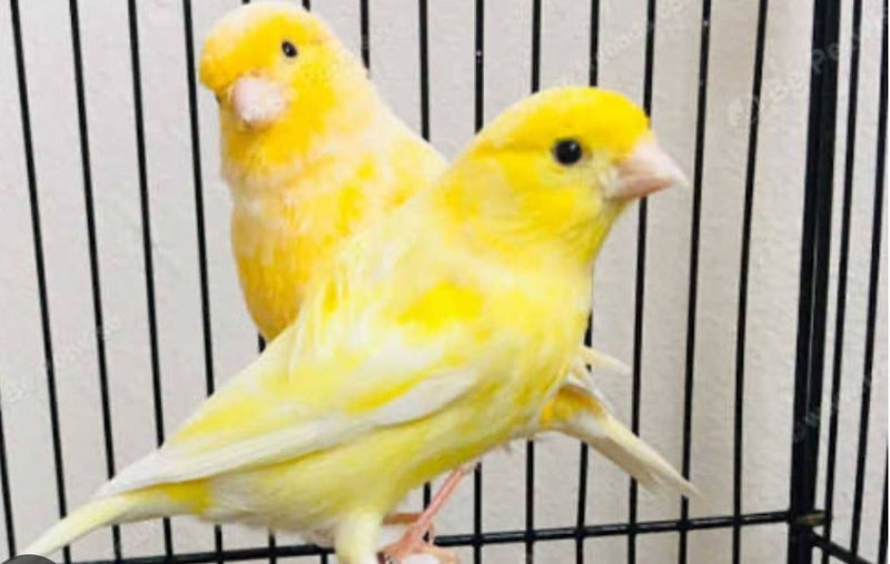 Canaries & Finches Carousel 2